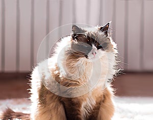 Fluffy cat of ragdoll breed squints her eyes, sitting and dozing in sunny day