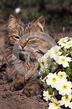 A fluffy cat rests on a lawn with yellow primrose flowers. Early spring background, concept