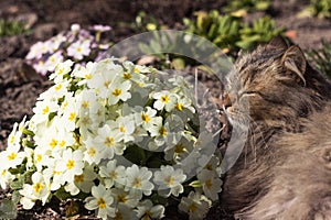 A fluffy cat rests on a lawn with yellow primrose flowers. Early spring background, concept