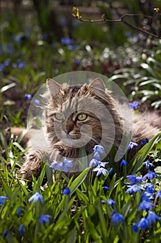 A fluffy cat rests on a meadow with blue snowdrop flowers. Spring background concept