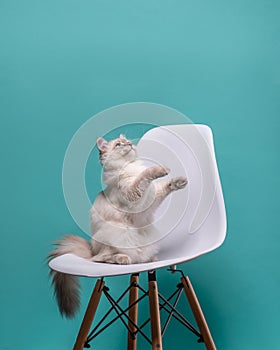 Fluffy cat sits on its hind legs with its muzzle and front paws up. Neva Masquerade cat is playing on a white chair