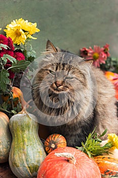 A fluffy cat sits near orange pumpkins and chrysanthemums. Autumn concept