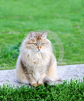 Fluffy cat sits in summer park