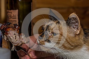 A fluffy cat sits at the table, reaches for a piece of meat