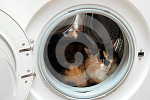 Fluffy cat sits in the washing machine