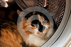 Fluffy cat sits in the washing machine