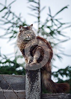 Fluffy cat sitting on the fence