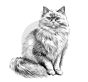 Fluffy cat sitting hand drawn sketch Pets