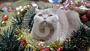 Fluffy Cat Sitting in a Heap of Christmas Decorations and Christmas Tree Toys