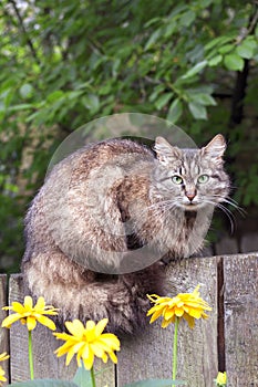 Fluffy cat sitting on a wooden fence