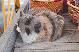 Fluffy Cat Sleeping on Wagon at Local Farmer's Market