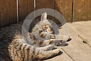 Fluffy cat sleeps on a wooden floor