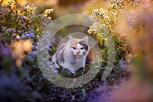 fluffy cat sneaks on bright floral sunlit meadow warm light in summer