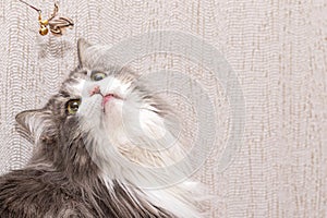 Fluffy cat with a very long coat looks up at the toy.