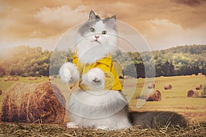 Fluffy cat walks in the field after haying