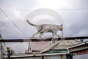 Fluffy cat walks on a wooden crossbar