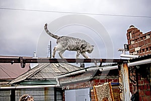 fluffy cat walks on a wooden crossbar