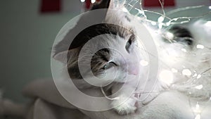 Fluffy cat wrapped with illuminating garland lies on bed