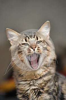 Fluffy cat yawns photo