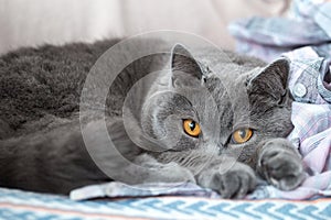 A fluffy cat with yellow eyes lies and looks at us. Adorable young cat