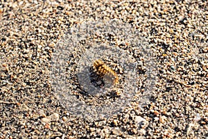 Fluffy caterpillar crawling on the sand closeup