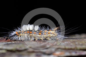 Fluffy caterpillar orgyia antiqua on the bark