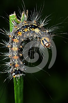 A fluffy caterpillar with a yellow stripe on its back crawls on a blade of grass close up