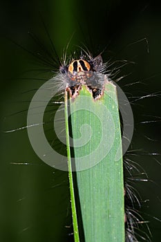 A fluffy caterpillar with a yellow stripe on its back crawls on a blade of grass close up