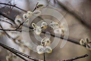 Fluffy catkins in spring