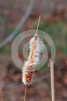 Fluffy cattail close-up with selective focus. Wild vegetation of rivers and lakes