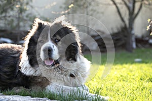 Fluffy Caucasian shepherd dog is lying on a green grass