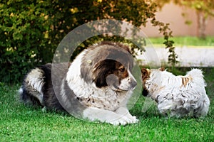 Fluffy Caucasian shepherd dog is lying on the ground