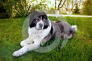 Fluffy Caucasian shepherd dog is lying on the ground. Adult Cau