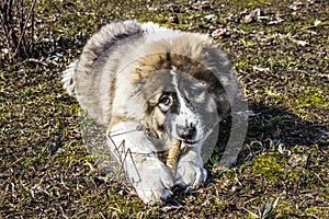 Fluffy Caucasian shepherd dog is lying on the ground and gnawing the stick