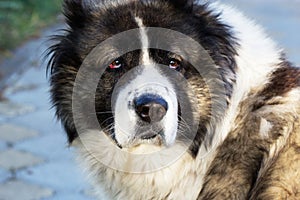 Fluffy Caucasian shepherd dog in the yard.