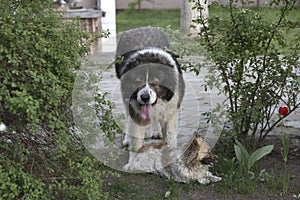 Fluffy Caucasian shepherd dog in the yard. Adult Caucasian Shepherd dog