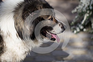 Fluffy Caucasian shepherd dog in the yard. Caucasian sheepdog at