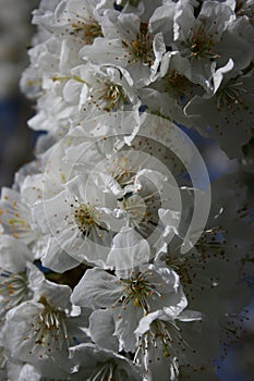 Fluffy cherries in bloom