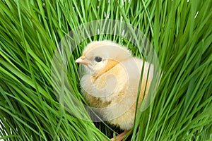 Fluffy chick on green grass