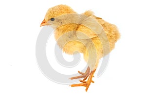 Fluffy Chick Isolated