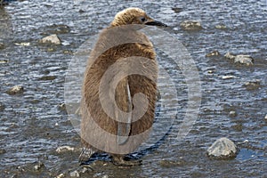 Fluffy chick of a king penguin standing in the mud