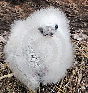Fluffy chick