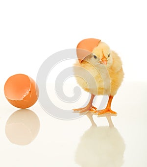 Fluffy chicken with egg shell - isolated