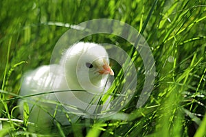 Fluffy chicken in the green grass