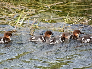 Fluffy chicks together with mother of the Goosander (common merganser) (Mergus merganser) swimming in water