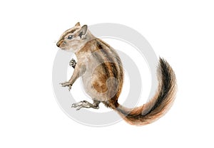 Fluffy chipmunk squirrel watercolor illustration. Hand drawn small rodent with a beautiful long tail close up image. Cute young photo