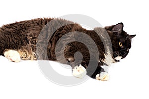 Fluffy chocolate-colored long-haired British Highland cat lying, isolated image