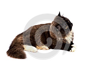Fluffy chocolate-colored long-haired Scottish cat lying, isolated image