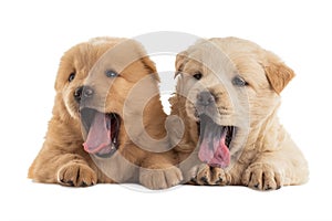 Fluffy Chow-chow puppy, little dogs, isolated on white background