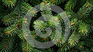 Fluffy Christmas Fir Tree Brunch on Textured Green Spruce Background - Close Up Shot